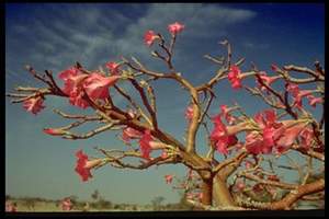 Baobá em Flor