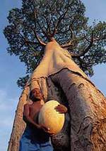 As Imagens do Sistema Africano s�o de Baob�s, a �rvore sagrada da �frica