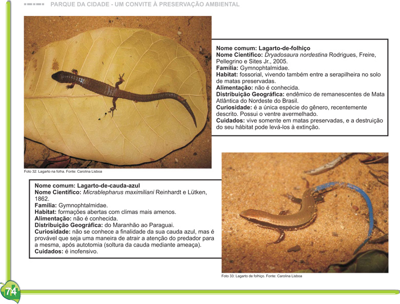 FAUNA E FLORA DO RN: Lagarto-de-cauda-azul Micrablepharus maximiliani (REINHARDT & LÜTKEN, 1862) ; Fauna do Rio Grande do Norte.