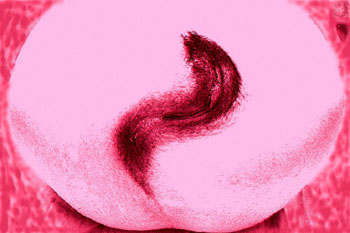 Foto: Henrique Jose